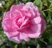 Ardoisé de Lyon rose photo