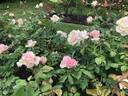 White Delight rose photo