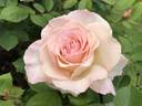 White Delight rose photo