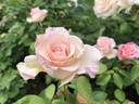 White Delight rose photo