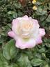 Pristine ® rose photo