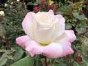 Pristine ® rose photo