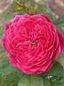 Accademia rose photo