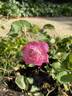 Homère rose photo