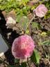 Homère rose photo
