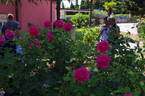 Romanze ® rose photo