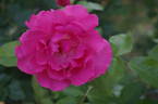 Romanze ® rose photo