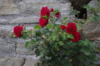 Messire Delbard rose photo