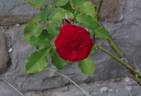 Messire Delbard rose photo