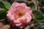 Sonia Meilland, Cl. rose photo