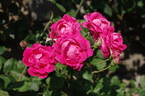Alexander MacKenzie rose photo