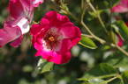 Cherry Meillandecor ® rose photo