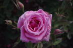 Century Two rose photo