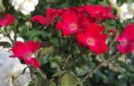 Home Run ™ rose photo