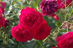 Out of Rosenheim rose photo