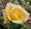 Hopie Girl rose photo