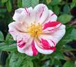 Stars 'n' Stripes rose photo