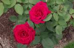 Erotika ® rose photo