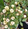 Green Diamond rose photo