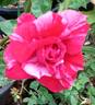 Rosemarie rose photo
