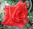 Orange Passion ™ rose photo