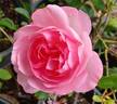First Crush™ rose photo