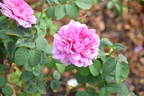 Deane Ross rose photo