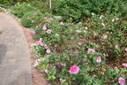 Deane Ross rose photo
