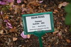 Deane Ross rose photo