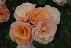 Portorož rose photo