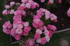 Maxi Vita rose photo