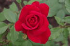 Olympiad ™ rose photo