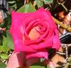 Edisto rose photo