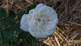 Summer Memories rose photo