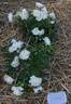 White Meidiland rose photo