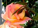Acapulco rose photo