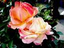 Acapulco rose photo