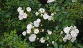 The Fairy Blanc rose photo