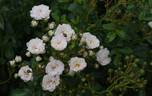 The Fairy Blanc rose photo