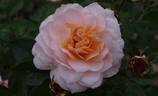 Schloss Eutin ® Fairy Tale rose photo