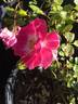 Regensberg rose photo