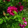 Roseraie de l'Haÿ rose photo