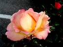 Acapulco rose photo