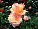 Acapulco rose photo