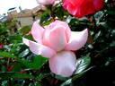 Eve Ruggieri rose photo