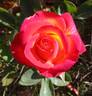Perfect Moment ™ rose photo