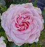 Calm Composure rose photo