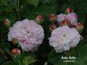 Baby Bello rose photo