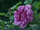 Bergamotte rose photo