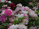 Anna Eriksdotter rose photo